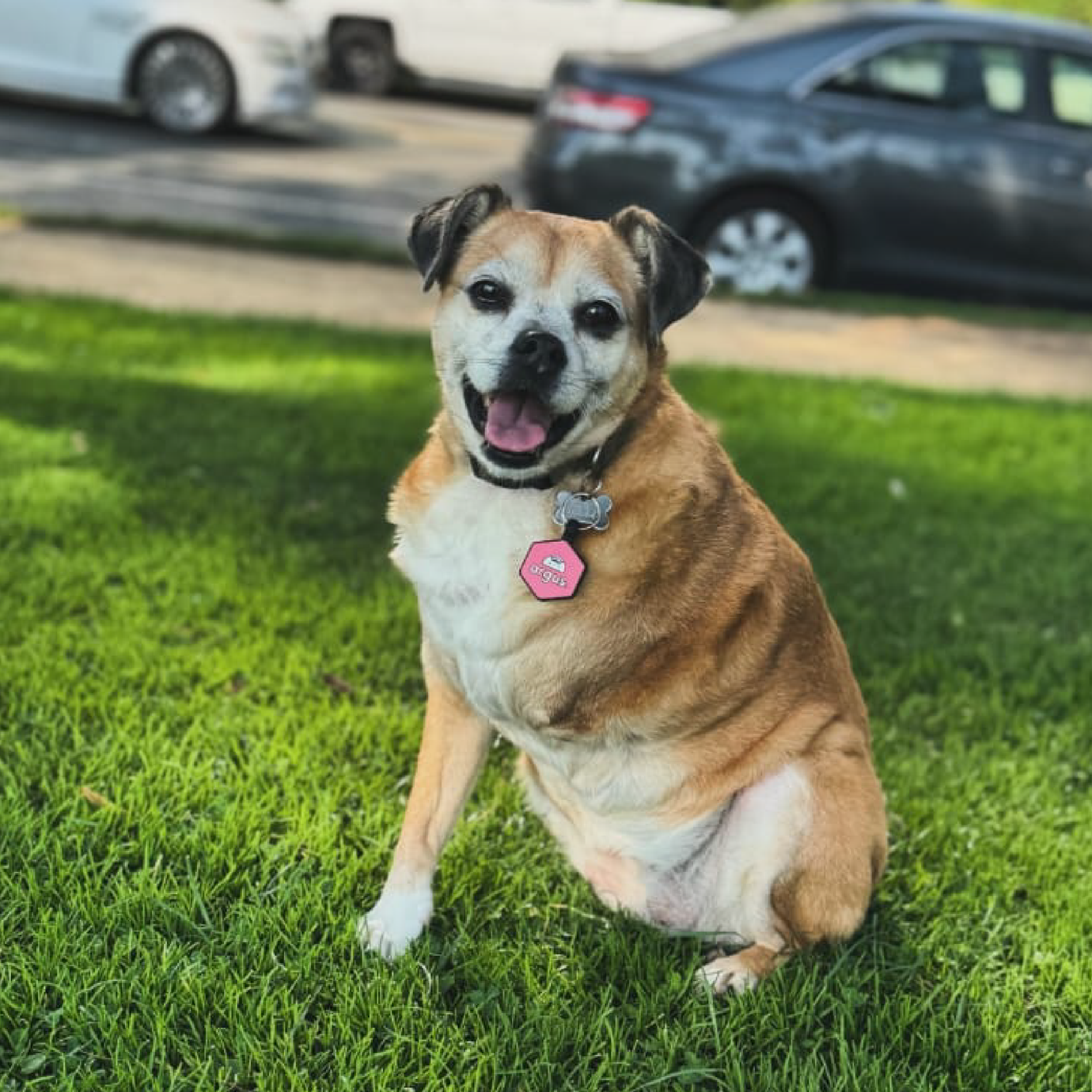 Bella: A Journey of Hope and Love