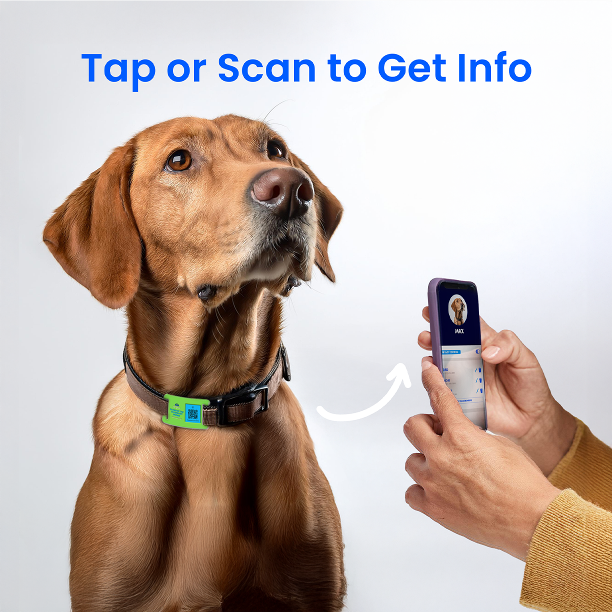 Purple & Teal Collar-Side Tech Tag